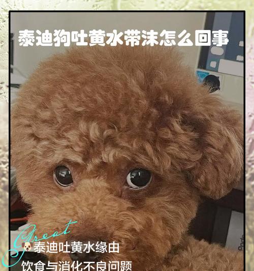 狗狗水泡长时间未消失的原因与处理方法（揭秘狗狗水泡生长的原因，帮助主人正确处理）