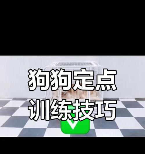 小狗大小便训练的有效方法（如何训练小狗定点大小便，让你的生活更轻松）