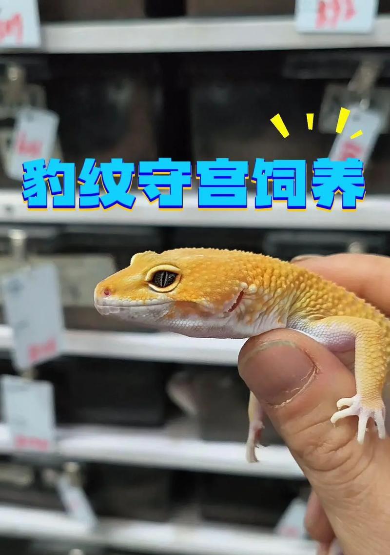 以豹纹守宫饲养环境空间大小的确定方法（豹纹守宫的生活空间需求及规划要点）