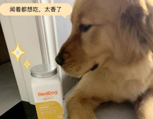 小狗多久吃蛋黄的好处与注意事项（狗狗适量食用蛋黄对健康的影响及相关建议）