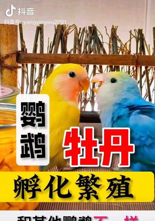 教你如何训练牡丹鹦鹉说话（以牡丹鹦鹉为宠物，如何让它变成你的“聪明宝贝”）