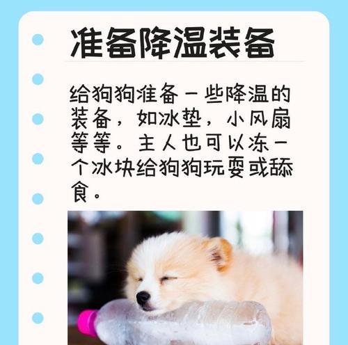 如何应对狗狗中暑？（狗狗中暑的表现及降温方法）