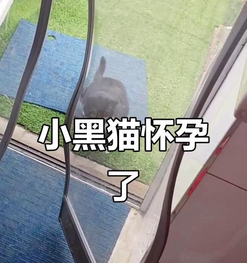 猫咪的妊娠周期及肚子变化情况（详解猫咪怀孕多久会显现出肚子的变化及注意事项）