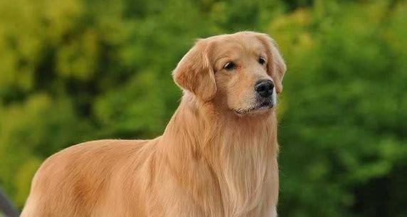 金毛犬能憋多久？探究一岁多的金毛犬的憋尿能力（揭秘金毛犬的憋尿能力，了解它们的生理特点与训练技巧）