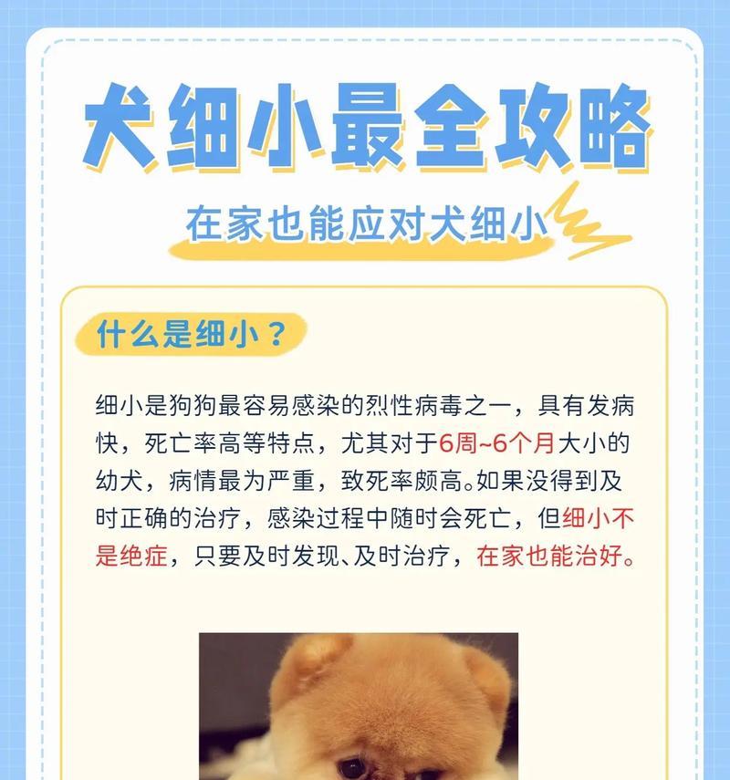 探讨狗狗细小身体的症状与治疗方法（细小身体，守护狗狗健康的关键）