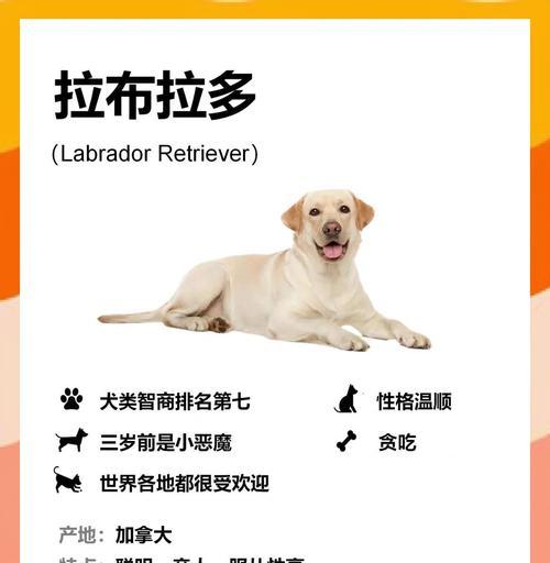 拉布拉多月经周期长短及特点解析（拉布拉多月经周期的影响因素及如何合理照料）