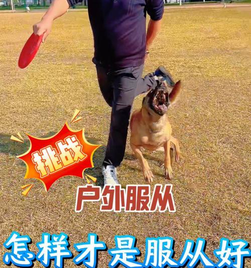 挑战训犬师的6大难训练狗狗，最终关卡曝光！（探秘让训犬师束手无策的最后一种狗狗，你猜对了吗？）
