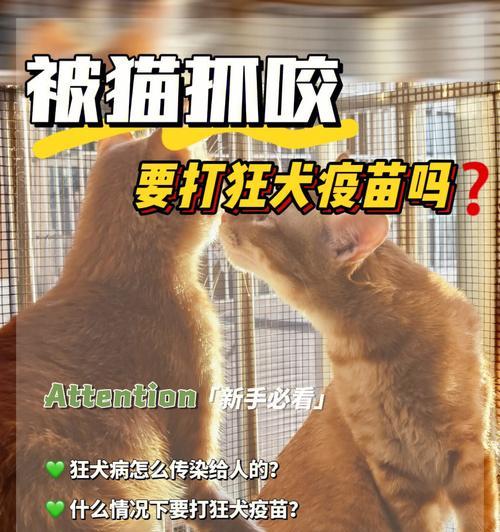 猫患狂犬病发病周期及预防措施解析（揭秘猫患狂犬病的发病周期，保护宠物和家人的关键）