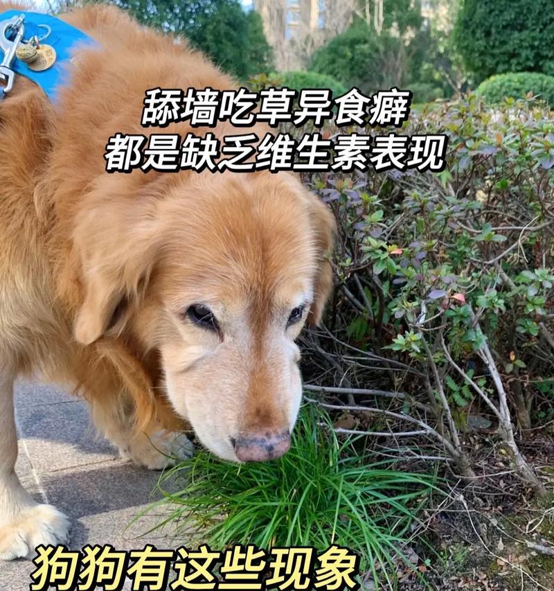如何给狗狗补充营养，保持身体健康（营养均衡饮食，）