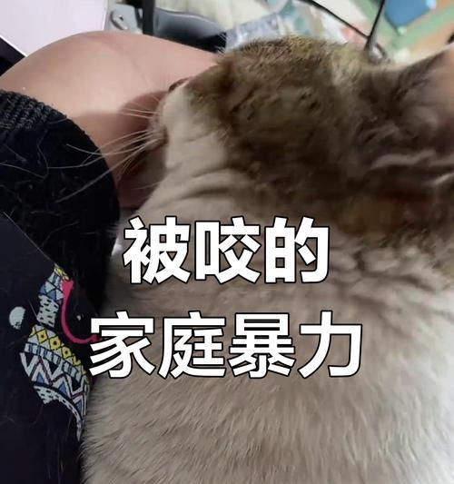 与家猫共处（喵星人的攻击倾向与应对方法）
