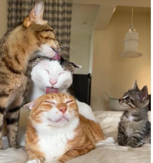 猫咪为何如此喜欢舔毛？（揭秘猫咪舔毛的原因）