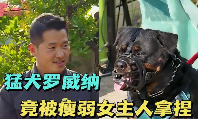罗威纳犬的头爆发周期及原因（揭秘罗威纳犬为何经常爆头）