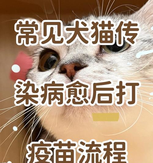 探讨细小疫苗接种时机的重要性（以细小好了后多久打疫苗，一举两得的关键时刻）