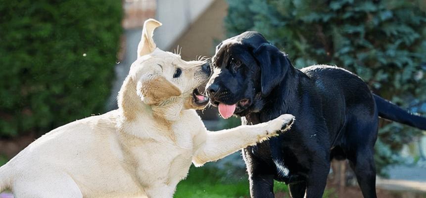 母犬交配后多久能洗澡？（犬主应该如何合理安排洗澡时间？）