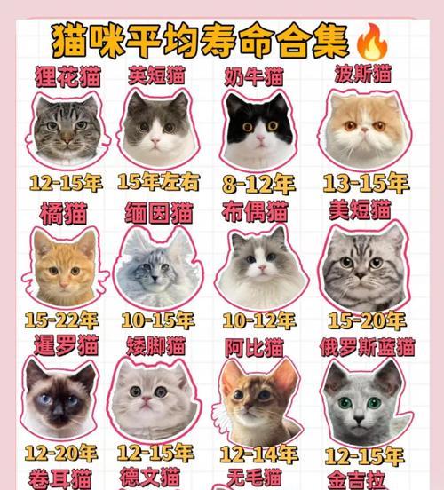 猫咪例假周期揭秘（探索猫咪的生理周期，了解它们的例假时长和特征）