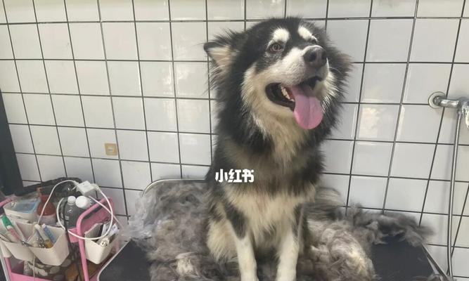 阿拉斯加的换毛周期（揭秘阿拉斯加犬毛发变换的规律）