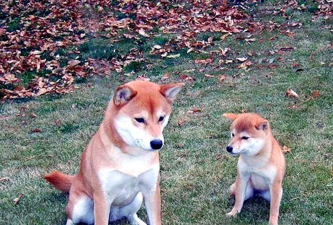 千元购买柴犬？价格与品质之间的考量（柴犬价格走势分析及选择适合的购买方式）