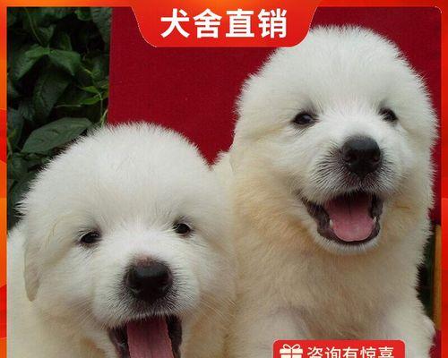 白熊犬的寿命（白熊犬的寿命受多种因素影响，饲养者需注意关键点）