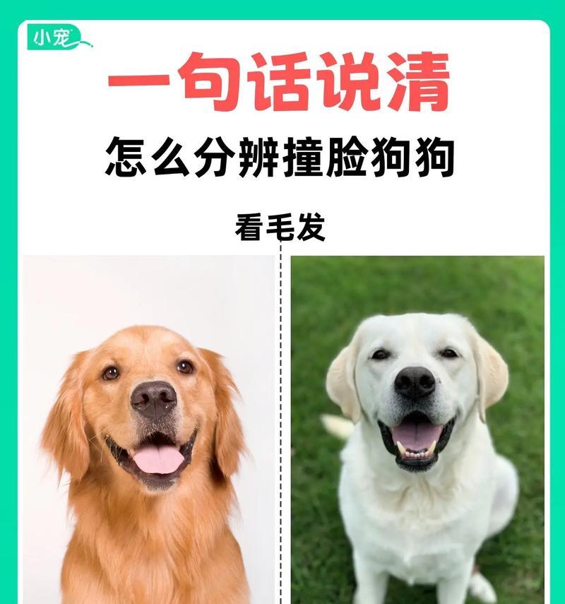 泰迪狗向主人道歉的6种方式（让爱宠表达歉意的新颖方法，只需掌握这一个）