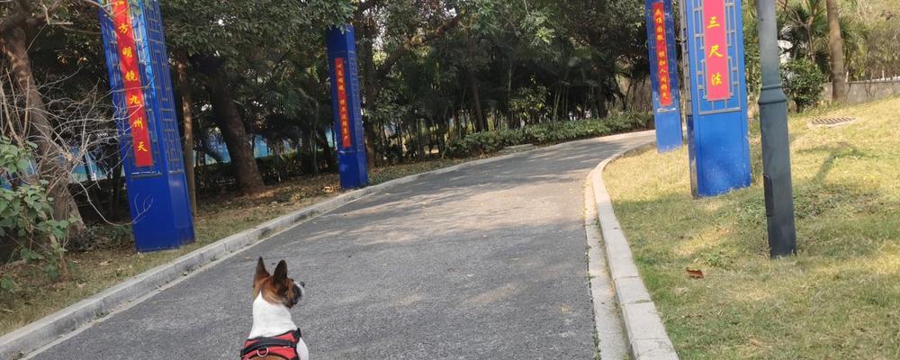 狗狗产后多久可以出门？（关于狗狗产后出门的一些注意事项及建议）
