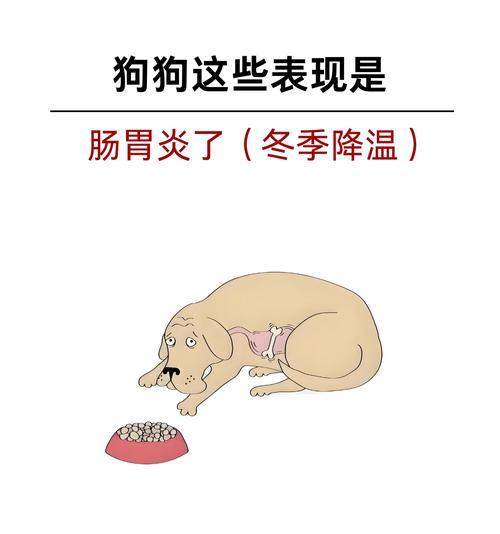 狗得肠胃炎后多久会死？（了解狗肠胃炎对狗的生命的影响及其预防方法）