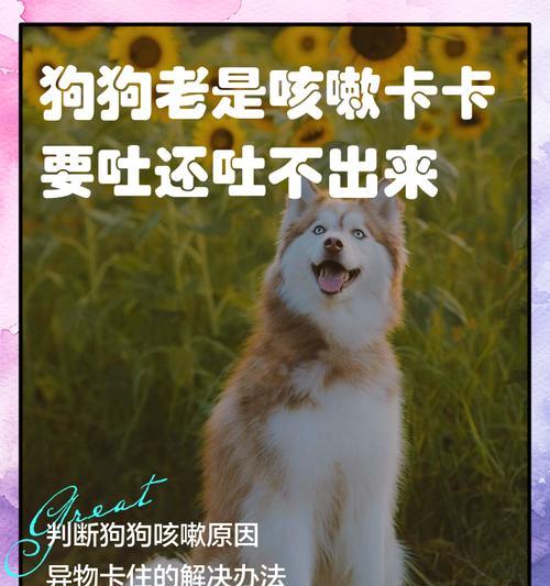 狗吃异物后多久才能排出体外？（探究狗吃异物后的消化过程及时长）