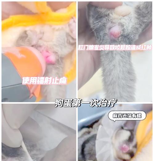 不清理肛门腺的后果及正确的清理方法（避免狗狗患上肛门腺疾病，关键是正确清理肛门腺）