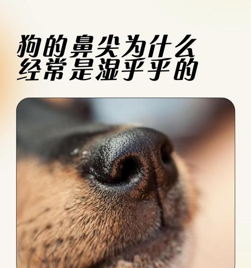 幼犬鼻子干燥的原因与应对方法（了解幼犬鼻子干燥的背后问题，让它们健康快乐成长）