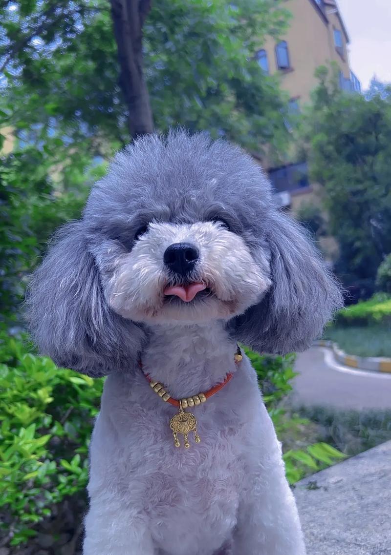 如何让你的泰迪减肥？（控制饮食和增加运动是关键）