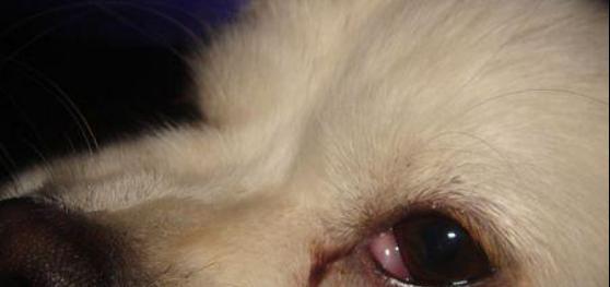 如何判断幼犬是否发烧？（掌握这些关键信号及处理方法，宠物健康更有保障）