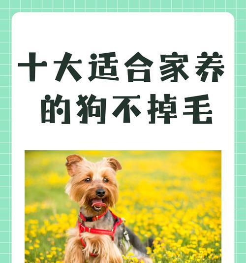 让你的泰迪不再叫唤的秘诀！（消除泰迪犬叫声，让生活更宁静）