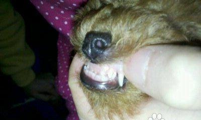 探究泰迪脚趾疼症状及治疗方法（了解泰迪脚趾疼的原因和预防措施，让宠物更健康）