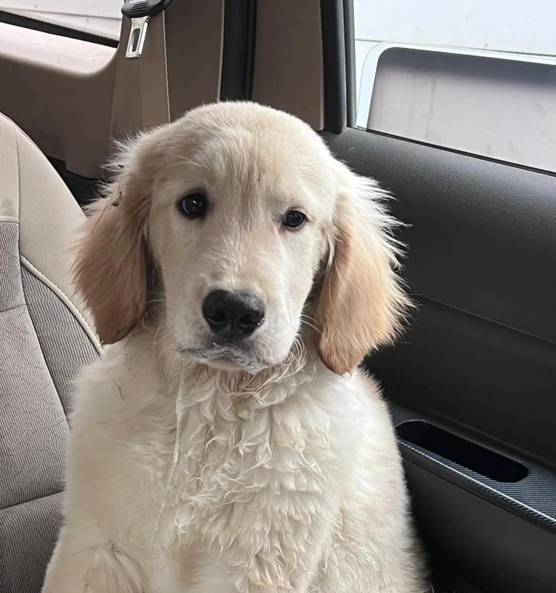 泰迪宠物晕车原因及应对措施（了解泰迪晕车的原因，让出行更加舒适）