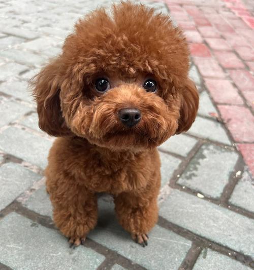 2个月泰迪怎么样？（探究2个月泰迪的特征和需求）