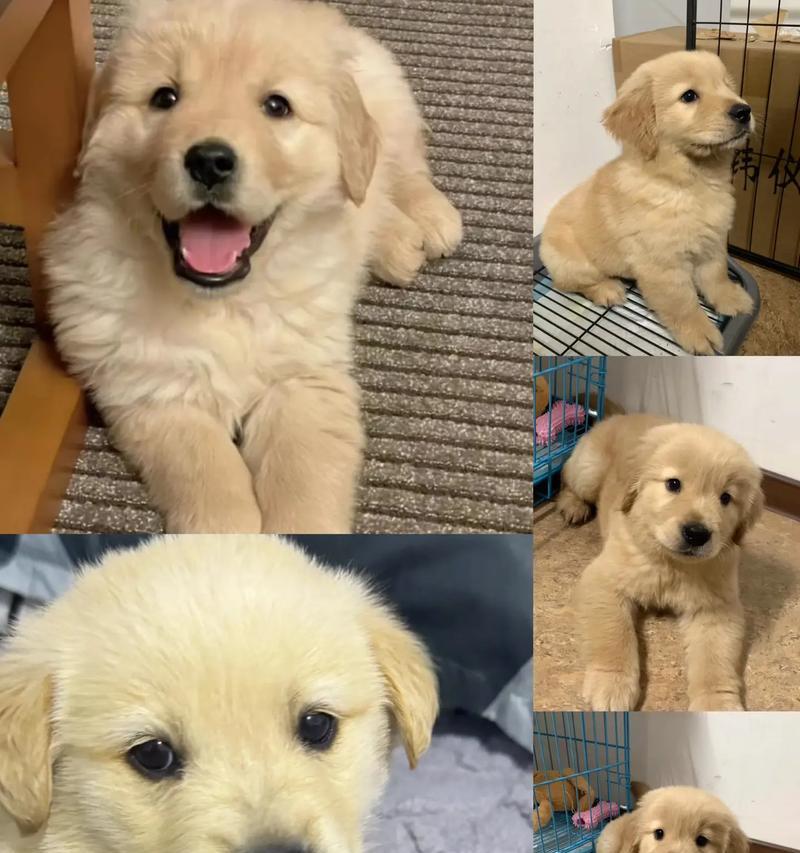 金毛犬不生宝宝的影响及原因探讨（金毛犬不生宝宝的好处以及对犬主的考验）