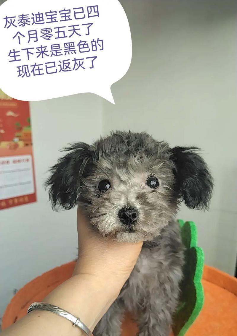 2个月泰迪的成长故事（见证泰迪宝宝从无知到懂事的温馨时光）