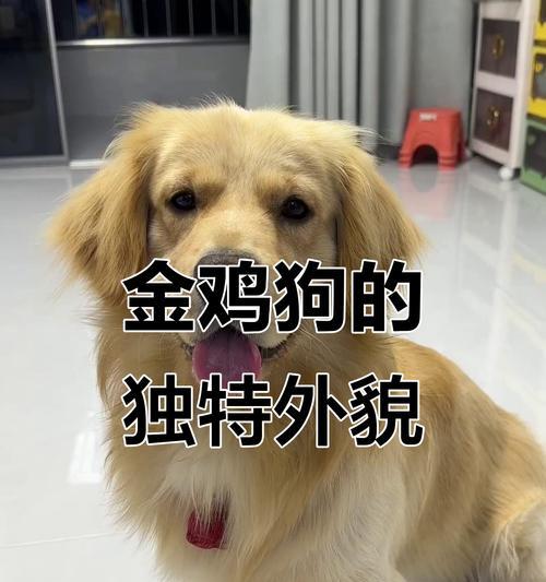 小狗腿短怎么办？（探索解决小狗短腿问题的方法）