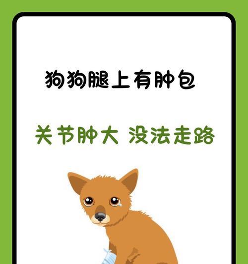 奇迹！小狗腿被车压断竟然自愈（小狗腿骨折自愈的真相揭秘）