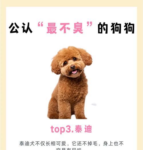 怎样解决泰迪身上的异味问题（让你的泰迪清新如初，远离难闻气味）