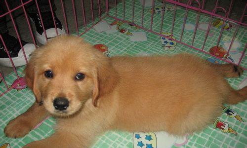 小狗出生几天可以喝水？（了解小狗水的需求及适时饮水法）