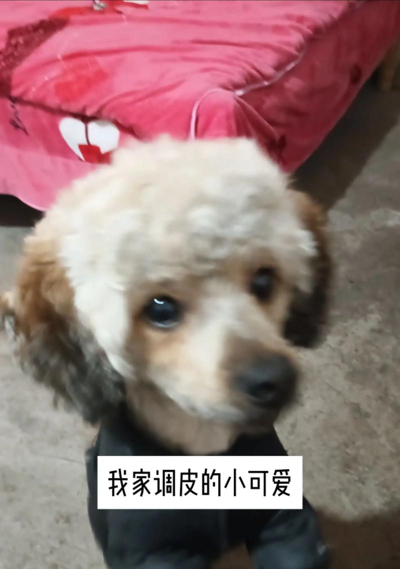 调皮捣蛋的小狗（调皮捣蛋的小狗带来欢乐与挑战）