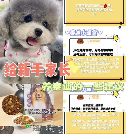 如何解决泰迪太胖和毛发褪色问题？（养成良好饮食习惯和有效的毛发护理方法，让你的泰迪健康亮丽）