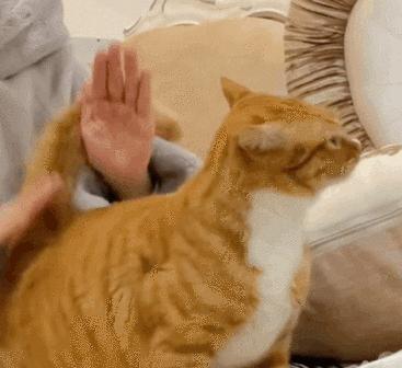 猫咪被打后的身心影响（猫咪受伤后的康复和心理疗愈之道）