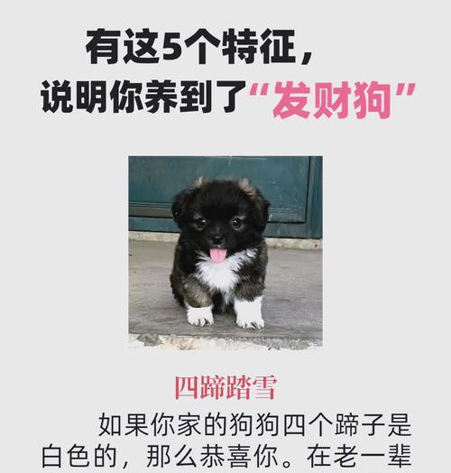 狗撵兔的顺口溜奇遇记（疾驰追逐，乐趣无边）