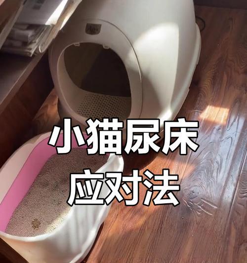 猫咪喜欢尿床的解决方法（让你的猫咪改掉尿床的习惯）