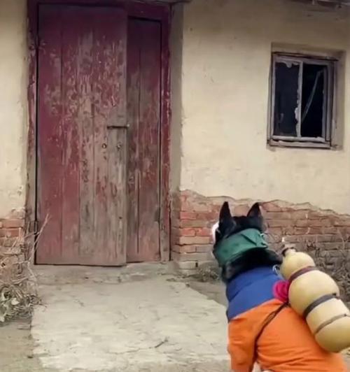 以一须二须三须狗为主题的独特魅力（探寻不同须狗的独特个性与特征）