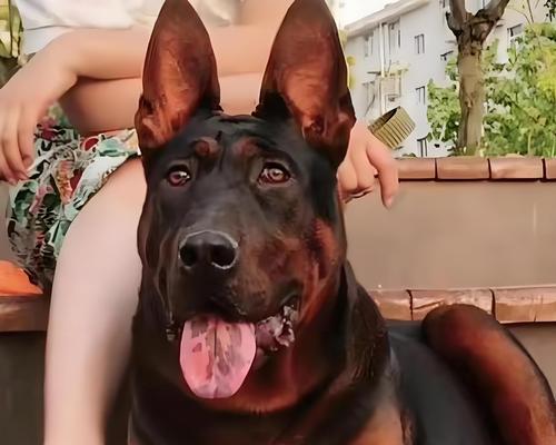 如何准确分辨幼崽是否为大型犬？（从外观特征到行为习性，全面了解幼崽身上的犬种特征！）