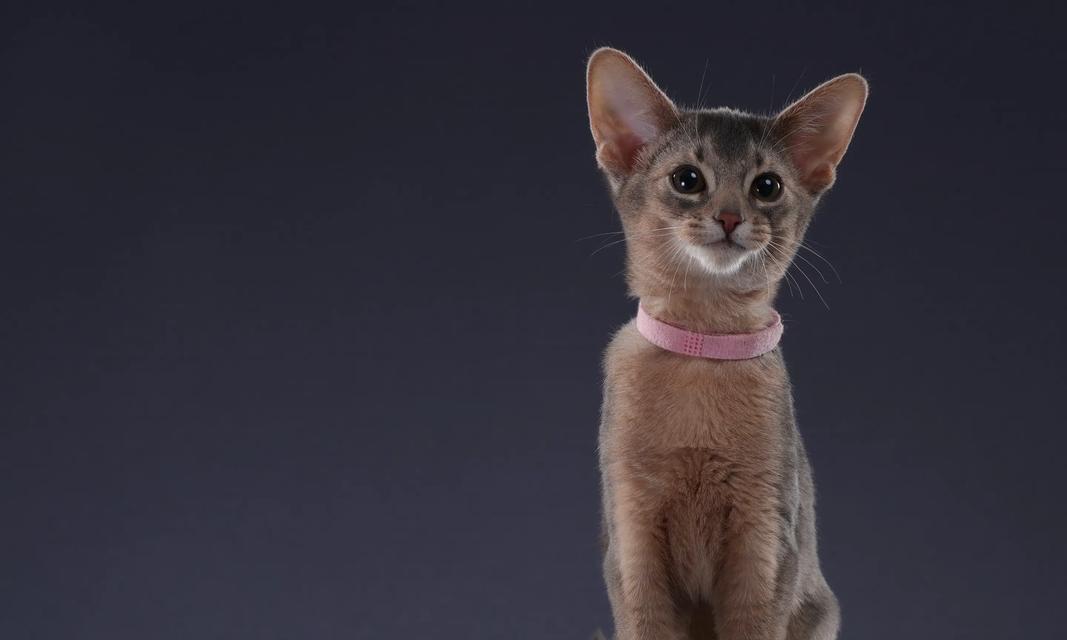 深入了解阿比西尼亚猫的特点与魅力（探索优雅而活泼的阿比西尼亚猫世界）