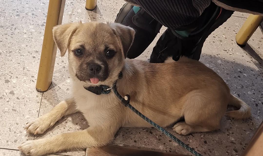 如何处理狗狗老是对人叫的问题（解决狗狗叫声过于频繁的方法）