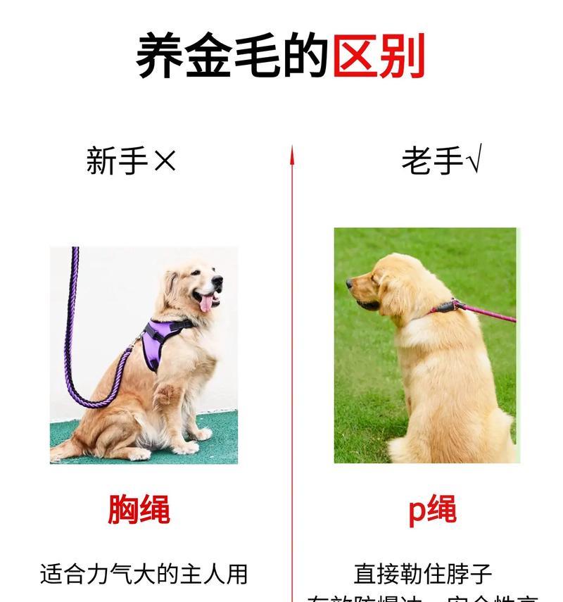 如何纠正金毛犬爱扑人的毛病（培养金毛犬良好的行为习惯，使其不再扑人）
